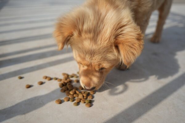 dog not eating
