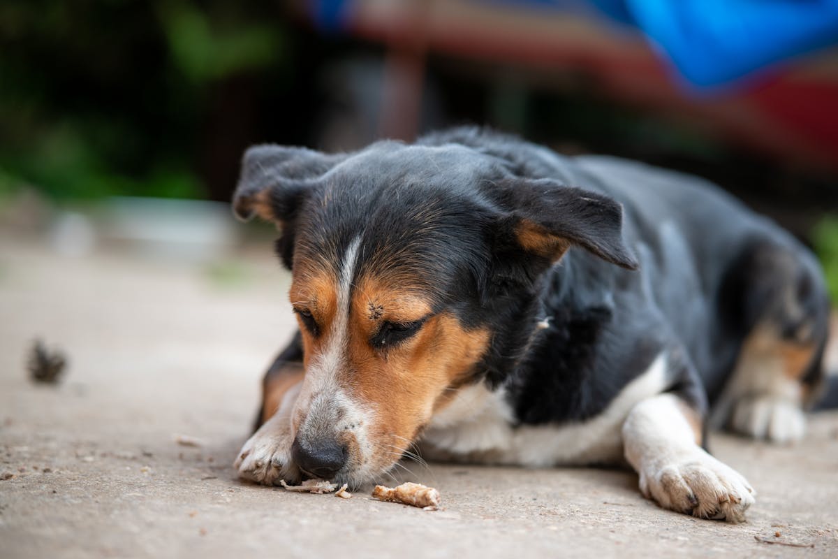 Why Is My Dog Not Eating? Common Causes and Solutions