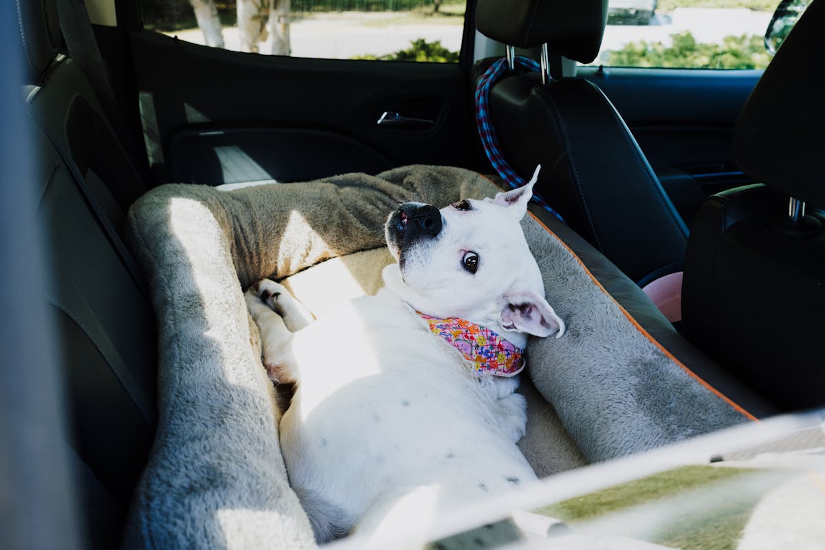 How to Road Trip With a Dog: The Ultimate Guide