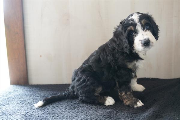 [#261083-06] Black F Bernedoodle Puppies for Sale