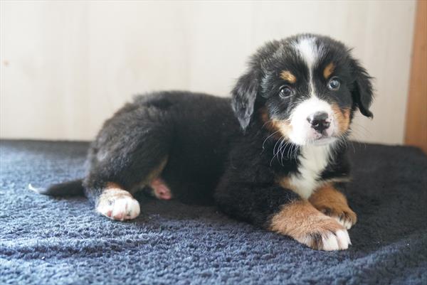 [#261391-04] Black M Bernese Mountain Dog Puppies for Sale