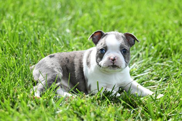 [#261433-04] Blue Merle / White M Boston Terrier Puppies for Sale