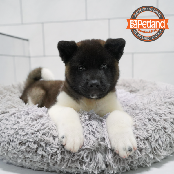 [#261168-08] Black / White F Akita Puppies for Sale