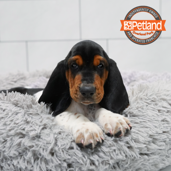 [#261227-05] Tri-Colored F Basset Hound Puppies for Sale