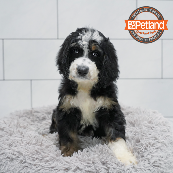 [#261083-06] Black F Bernedoodle Puppies for Sale
