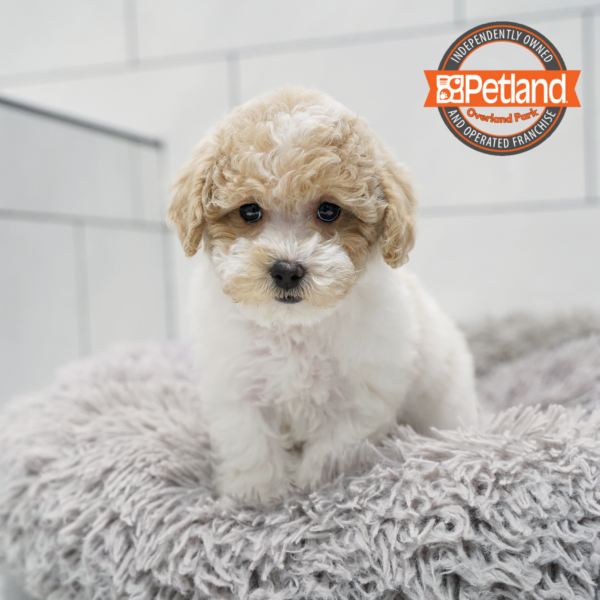 Bichapoo-Dog-Female---Petland Overland Park, Kansas