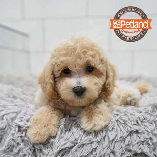 [#261257-03] Apricot M Bichapoo Puppies for Sale