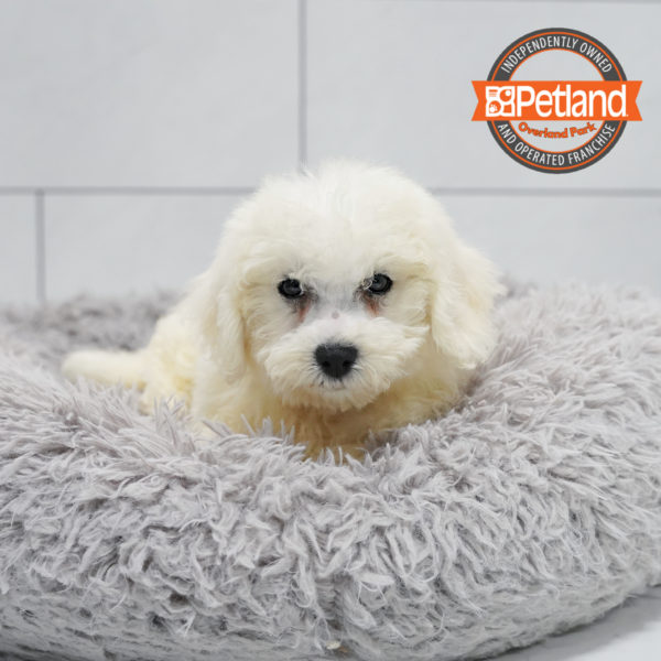 [#261026-06] White F Bichon Frise Puppies for Sale