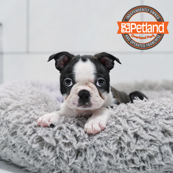 [#261200-04] Black / White F Boston Terrier Puppies for Sale