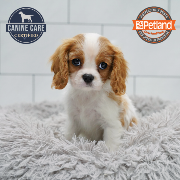 [#261148-02] Blenheim F Cavalier King Charles Spaniel Puppies for Sale