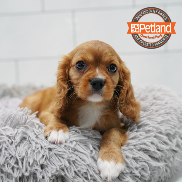 [#261173-03] Ruby F Cavalier King Charles Spaniel Puppies for Sale