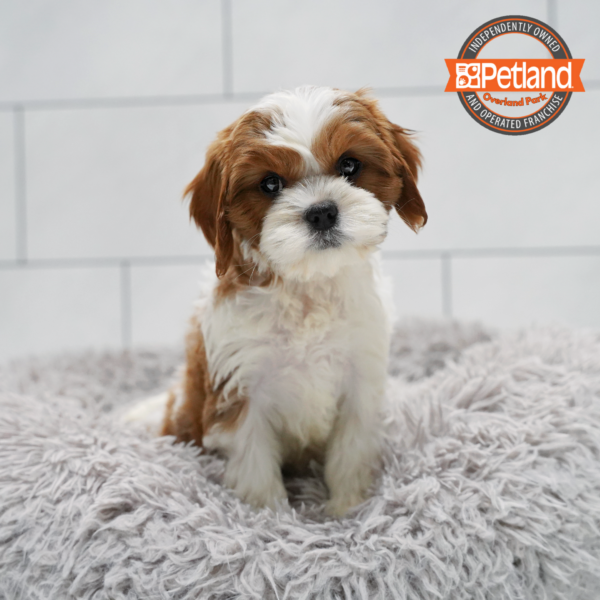 [#261185-02] Red / White F Cavapoo Puppies for Sale