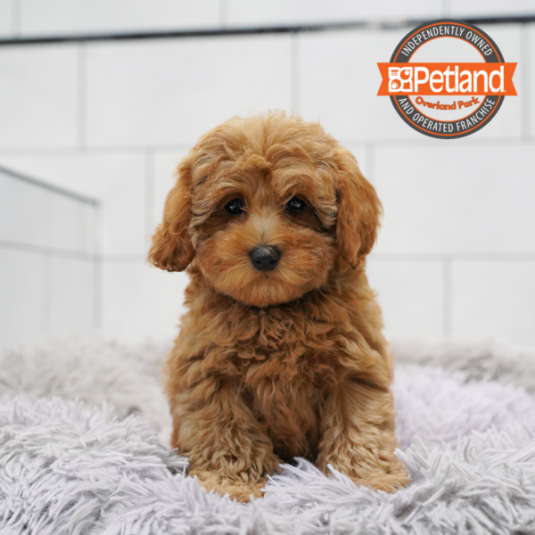 [#261131-03] Red F Cavapoo Puppies for Sale