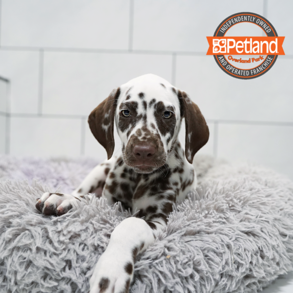 [#261370-03] White / Liver M Dalmatian Puppies for Sale