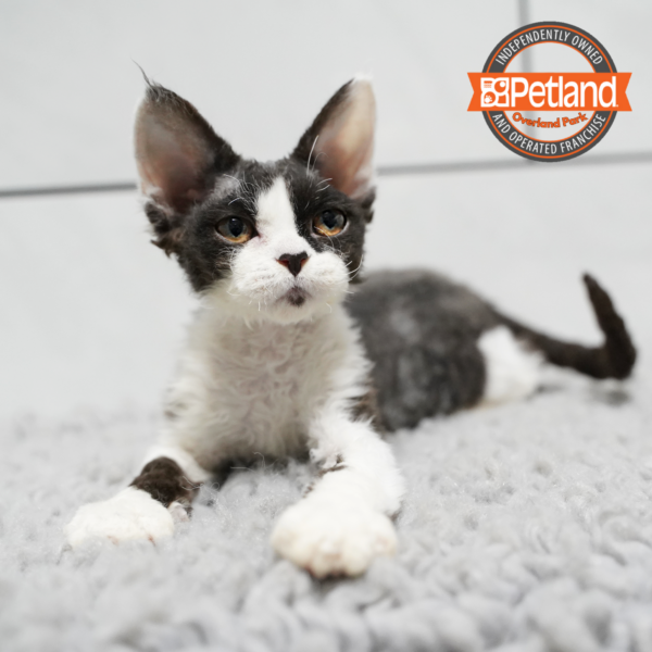 [#261291-04] Black F Devon Rex Kittens for Sale