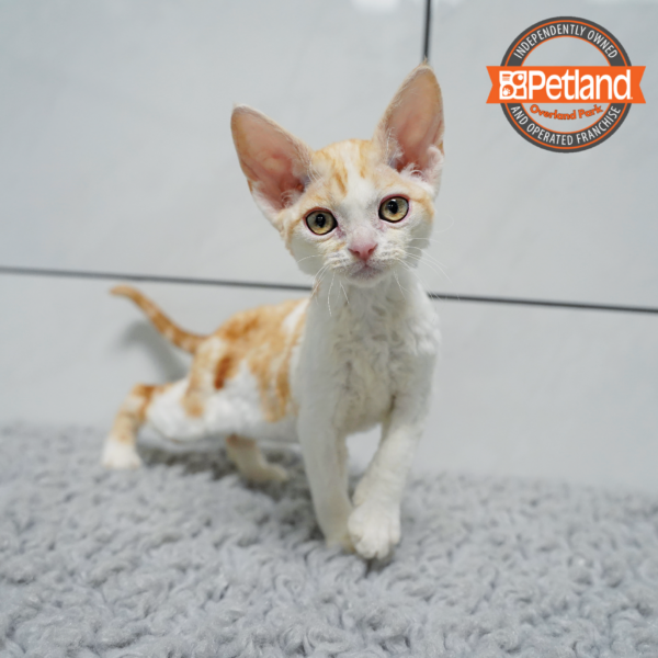 [#261292-01] Orange M Devon Rex Kittens for Sale