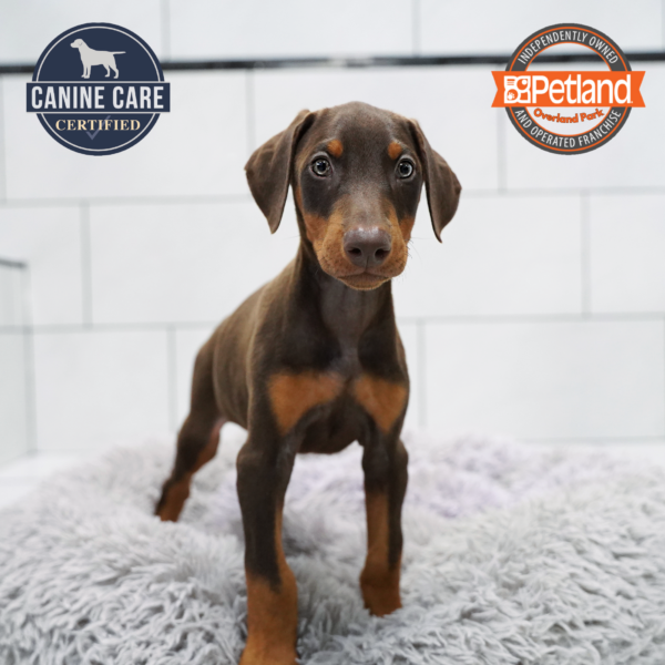 [#261196-01] Brown / Rust M Doberman Pinscher Puppies for Sale