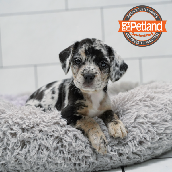 French Bulldog/Beagle-Dog-Female---Petland Overland Park, Kansas
