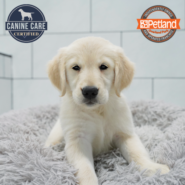 [#261057-05] Light Golden F Golden Retriever Puppies for Sale