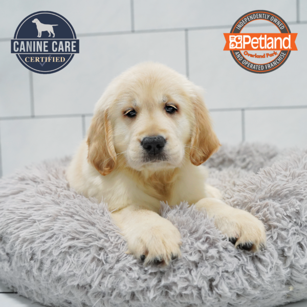 [#261263-01] Light Golden M Golden Retriever Puppies for Sale