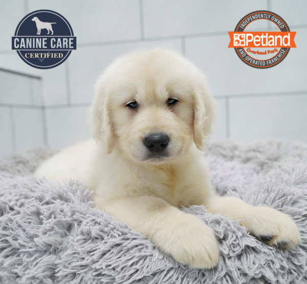 [#261266-01] Light Golden M Golden Retriever Puppies for Sale