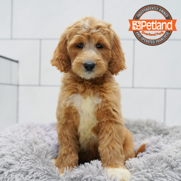 [#261483-09] Golden F Goldendoodle Puppies for Sale