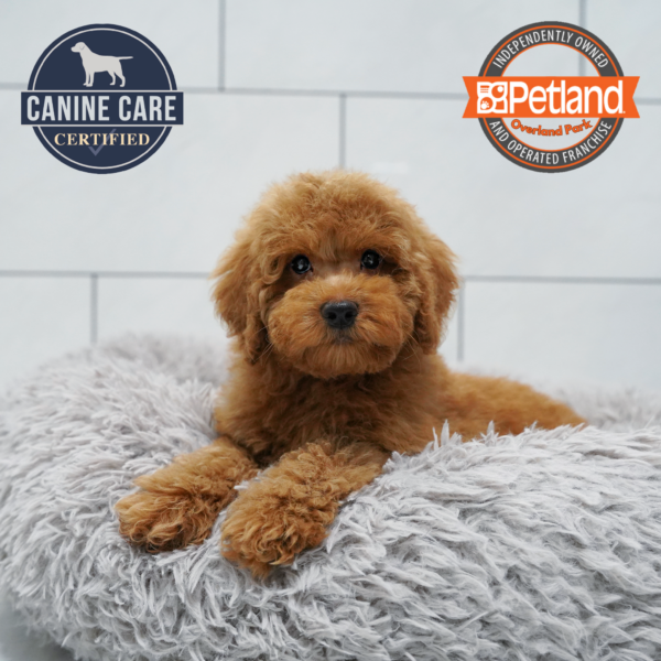 [#26913-03] Apricot M Goldendoodle Mini 2nd Gen Puppies for Sale