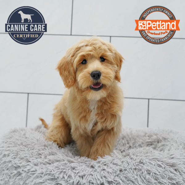 [#26718-02] Red F Goldendoodle Mini Puppies for Sale