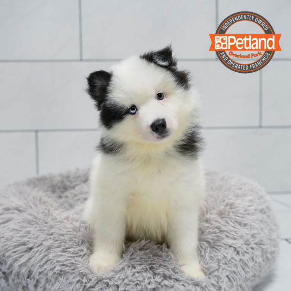[#261234-04] Black / White M Huskimo Puppies for Sale