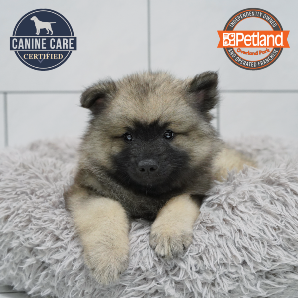 [#261117-01] Gray / Black F Keeshond Puppies for Sale