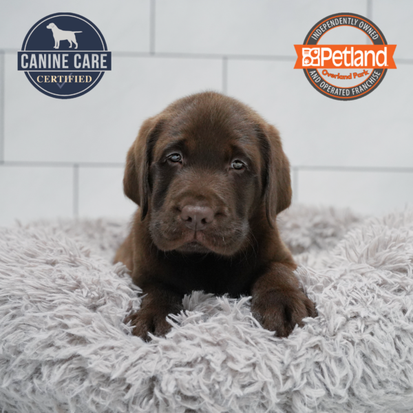 [#261307-01] Chocolate M Labrador Retriever Puppies for Sale