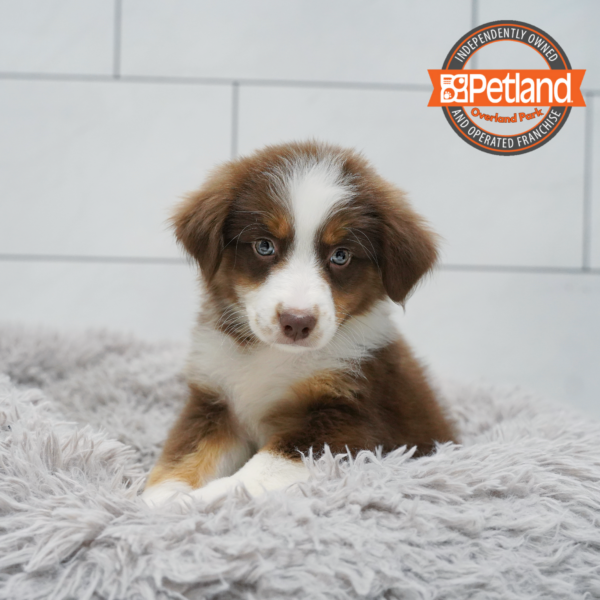 [#261023-02] Red / White M Miniature Australian Shepherd Puppies for Sale