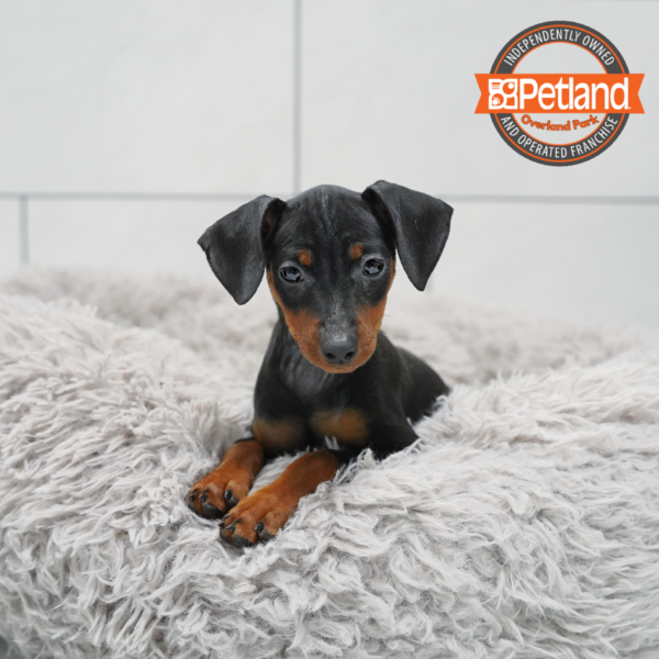 [#261079-05] Black / Tan F Miniature Pinscher Puppies for Sale