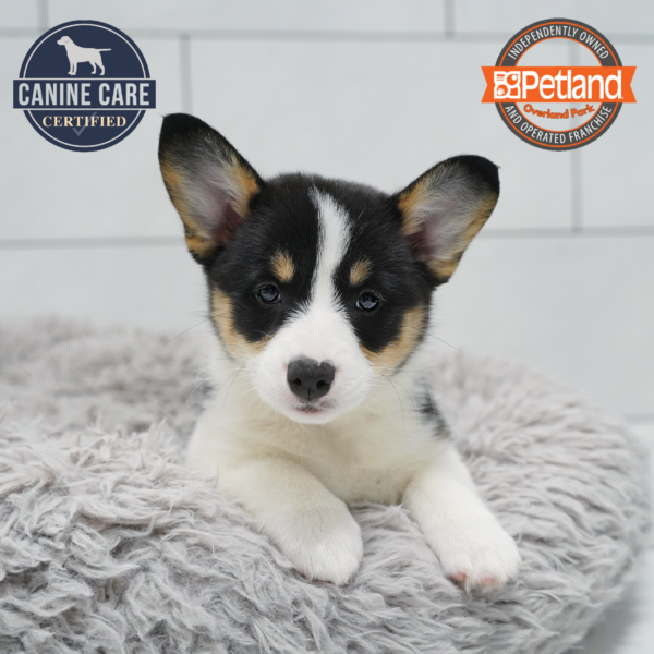 [#261067-04] Black Tan / White F Pembroke Welsh Corgi Puppies for Sale