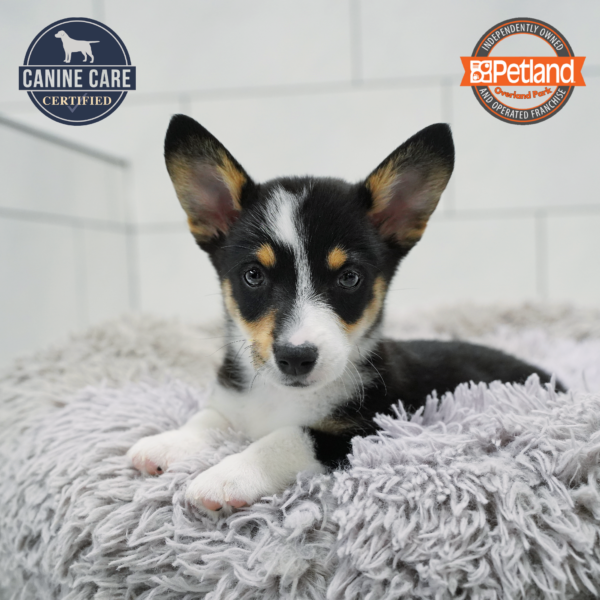 [#261245-06] Black / White M Pembroke Welsh Corgi Puppies for Sale