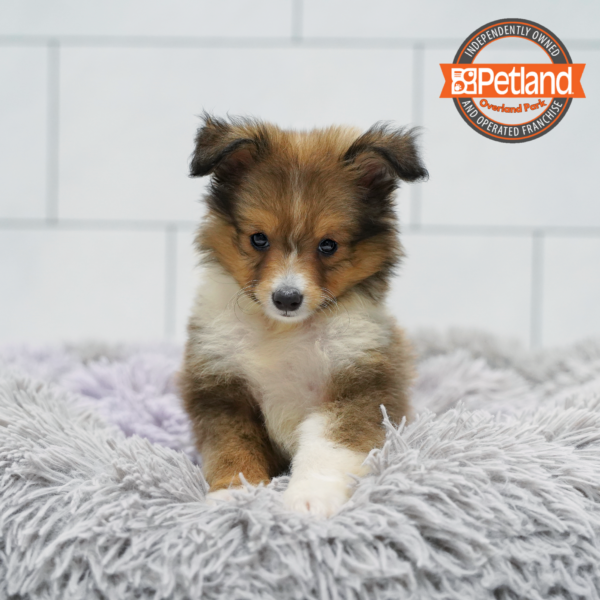 [#261380-03] Sable / White M Shetland Sheepdog Puppies for Sale
