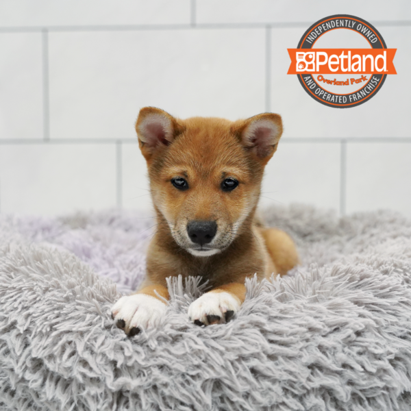 [#261084-02] Red Sesame M Shiba Inu Puppies for Sale