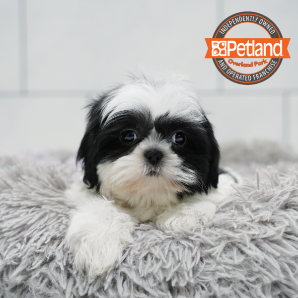 [#261301-04] Black / White F Shih Tzu Puppies for Sale