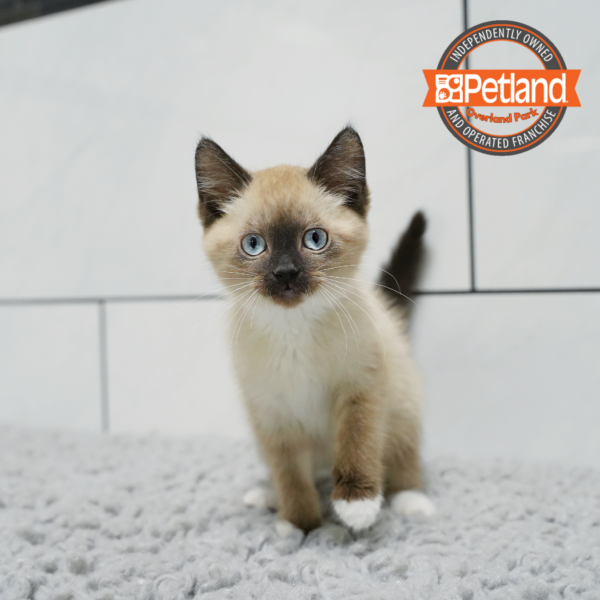 Siamese-Cat-Female---Petland Overland Park, Kansas