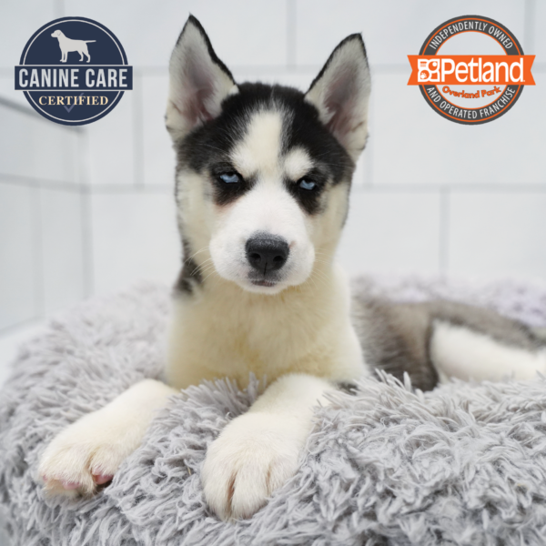 [#261481-05] Black / White F Siberian Husky Puppies for Sale