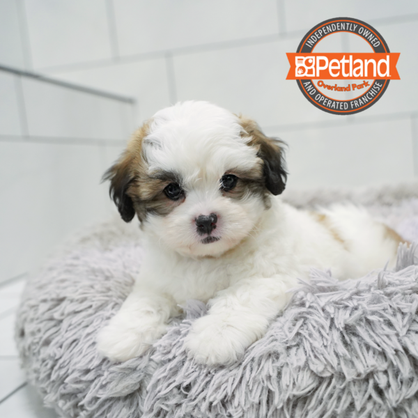 [#2620-03] Sable / White F Shih Tzu/Bichon Puppies for Sale