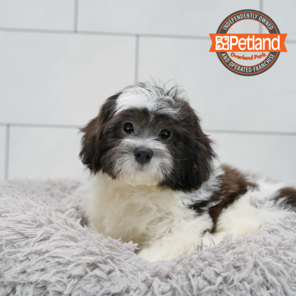 [#26759-01] Black / White M Teddy Bear Puppies for Sale
