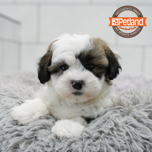 [#2620-01] Sable / White M Shih Tzu/Bichon Puppies for Sale