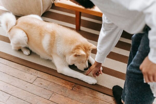 dog stealing socks