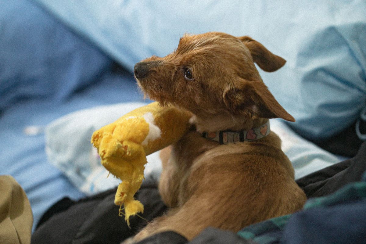 Why Is My Dog Stealing Socks? The Surprising Reason Behind It