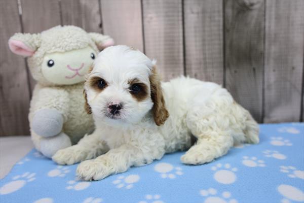 [#261488-04] White M Cavapoo Puppies for Sale