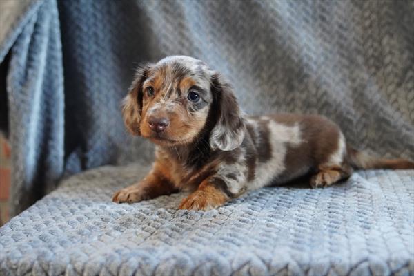 [#261381-01] Chocolate F Dachshund Puppies for Sale