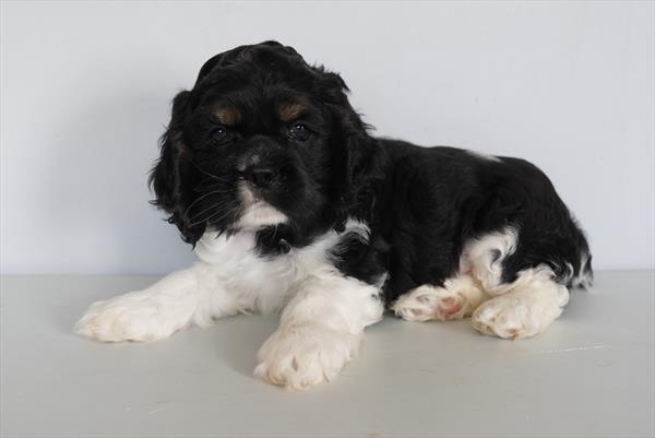 [#261549-02] Black White / Tan M Cocker Spaniel Puppies for Sale
