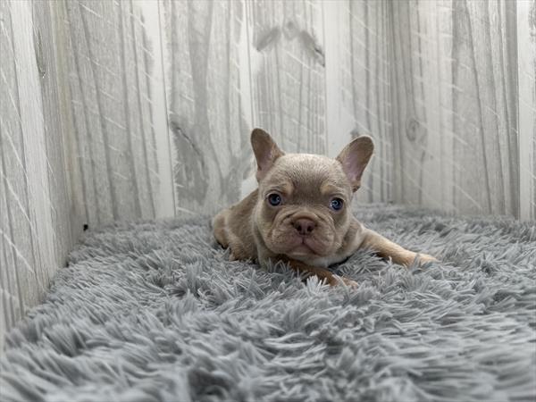[#261510-02] Lilac / Tan M French Bulldog Puppies for Sale