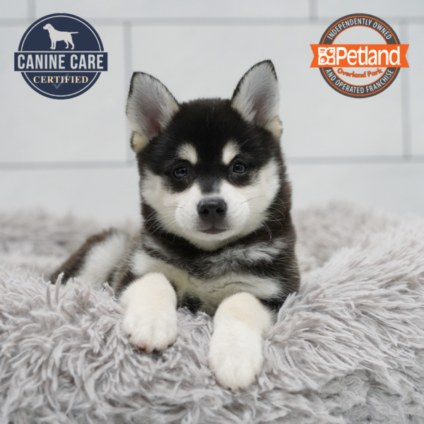 [#261533-03] Black M Alaskan Klee Kai Puppies for Sale